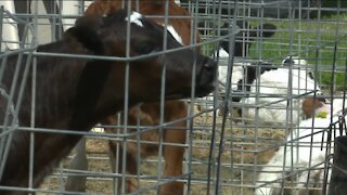 Celebrating Wisconsin dairy farmers this June