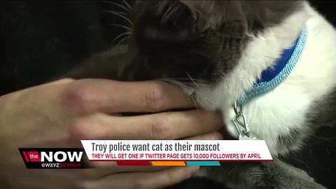 Troy police want cat as their mascot