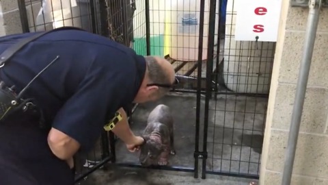 Puppy looks completely dejected at shelter, until the firefighter who rescued her visits