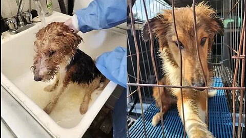 Underweight and dehydrated dogs found near Firemen's Park, Niagara Falls - UPDATE