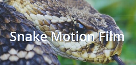 Snake Attack Motion Film, most beautiful snakes in the world