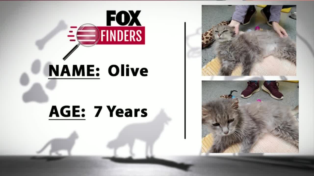 FOX Finders Pet Finder - Olive
