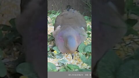 Purply pinkish 🕊️ dove lookin` 😍 GORGEOUS #cute #funny #animal #nature #wildlife #trailcam #farm