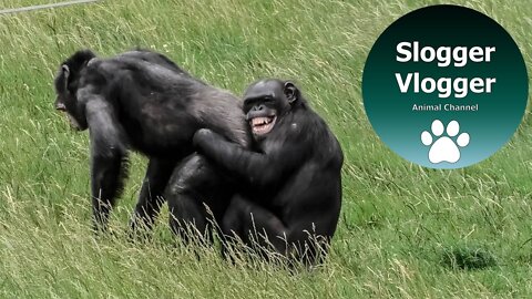 Chimps - Sometimes You Just Need A Hug