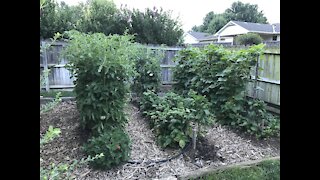 Kansas Gardening Tips Spring/Summer 2020