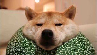 Dog Shiba Inu's Reaction
