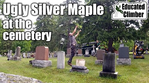 Climbing an Ugly Silver Maple at the Cemetery - From Start to Finish