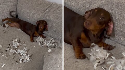 Mischievous Pup Destroys Pillow, Scatters Feathers Around The Room