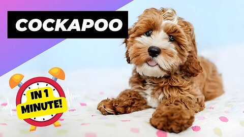 Cockapoo 🐶 One Of The Most Popular Crossbreed Dogs In The World | 1 Minute Animals