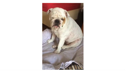 Bulldog has itch she can't scratch, throws temper tantrum