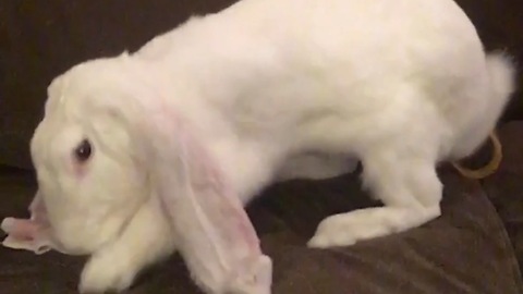 Bunny vs Slinky