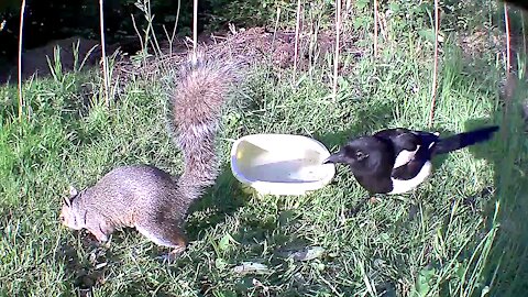 Magpie poking squirrel in the butt