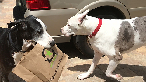 Funny Great Dane Helps Herself To Burger Fi Take Out