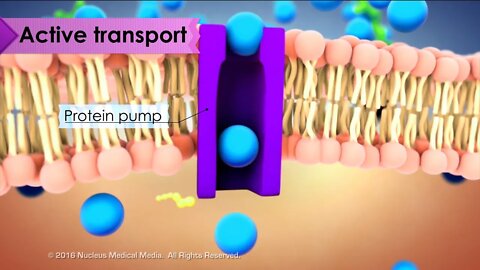Overview of Cell Transport