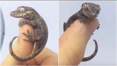 Liten gekko henger ut av hånden til eieren