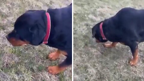 Rottweiler prefers to snack on wild dandelions