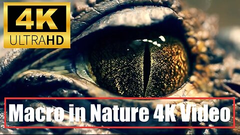 Macro in Nature 4K Video Ultra HD | Cinematic Video UHD | Macro Shots