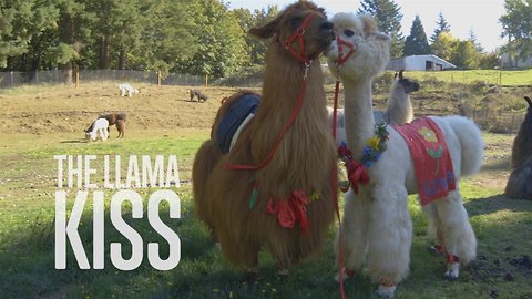 Animal Therapy: Get Some Llama Love