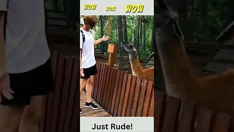 Just Rude! animal videos, bad animal video #shorts
