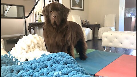 Watch this huge Newfie’s irresistible “beg face”