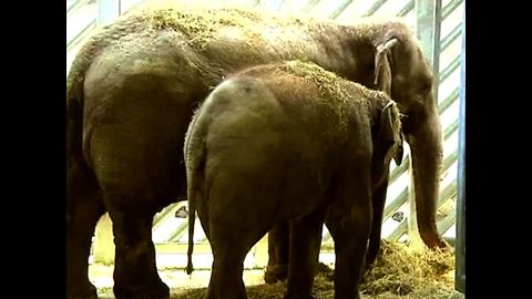 Elephants Arrive At Prague Zoo