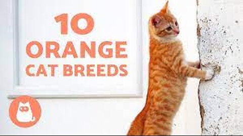 🧡🐱 ORANGE CAT BREEDS 🐾 TOP 10! Discover the Stunning Variety! 🧡🐈