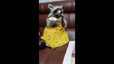 Raccoon wearing a dress eats a pear with his hands