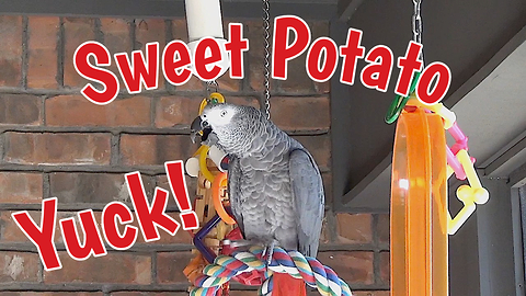Parrot with discriminating tastes refuses sweet potato