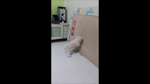 Determined puppy attempts to dig into mattress