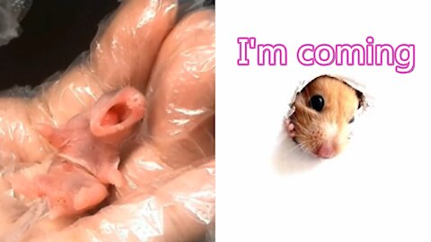 My little hamster is born small and cute