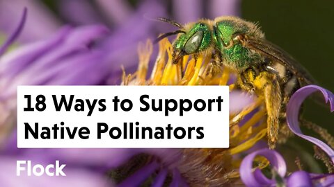 18 Ways to Support NATIVE POLLINATORS — Ep. 130