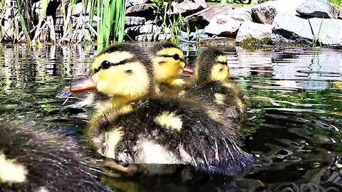 Rescued baby ducklings splash with joy when let free on a pond