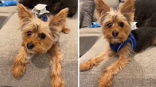 Talkative Yorkie Tells Mom All About His Day