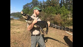 Catching and Removing a Big 7 Foot Alligator From Florida Neighborhood