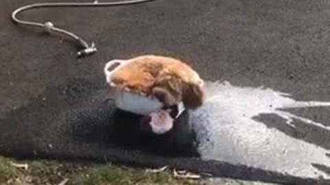 Dog turns water bowl into her own personal pool