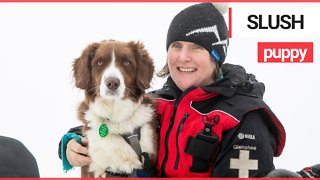 UK's first avalanche rescue dog - whose "nose is worth a million radio transceivers"