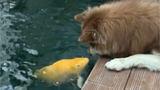 Cão e peixe formam um romance fofo