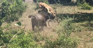 Buffalo sends lion flying through the air