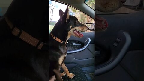 Farm Kelpie Pup Jess, Loves To Ride (Old Ford Ute)