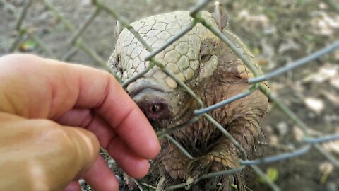 Adorable rescued armadillo wants to bond with her caretaker