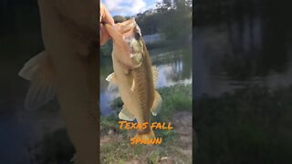 Fall Bass Spawn Texas 2022