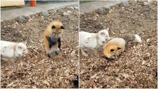 Adorable foxes play on a pile of leaves