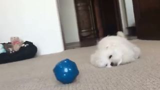 Puppy has fantastic time with new toy