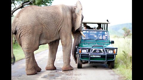 Elephant Attacks Car | Wild Animal Encounters
