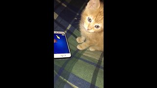 Cute little kitten plays video game for first time