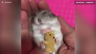 Hamster agarra seu ursinho de pelúcia para dormir
