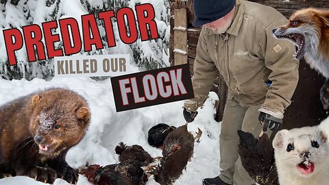 A PREDATOR Killed our CHICKENS! | Partridge Chantecler Update | Backyard Chicken Vlog