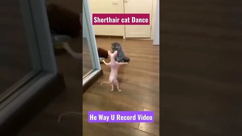 Shorthair cat dance||british shorthair cat||American shorthair cat||#kittens #Gigox #Tiktok