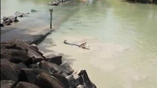 Episk strid mellan krokodil och fiskare i en australiensisk flod