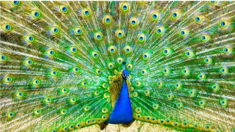 male peacock seducing female